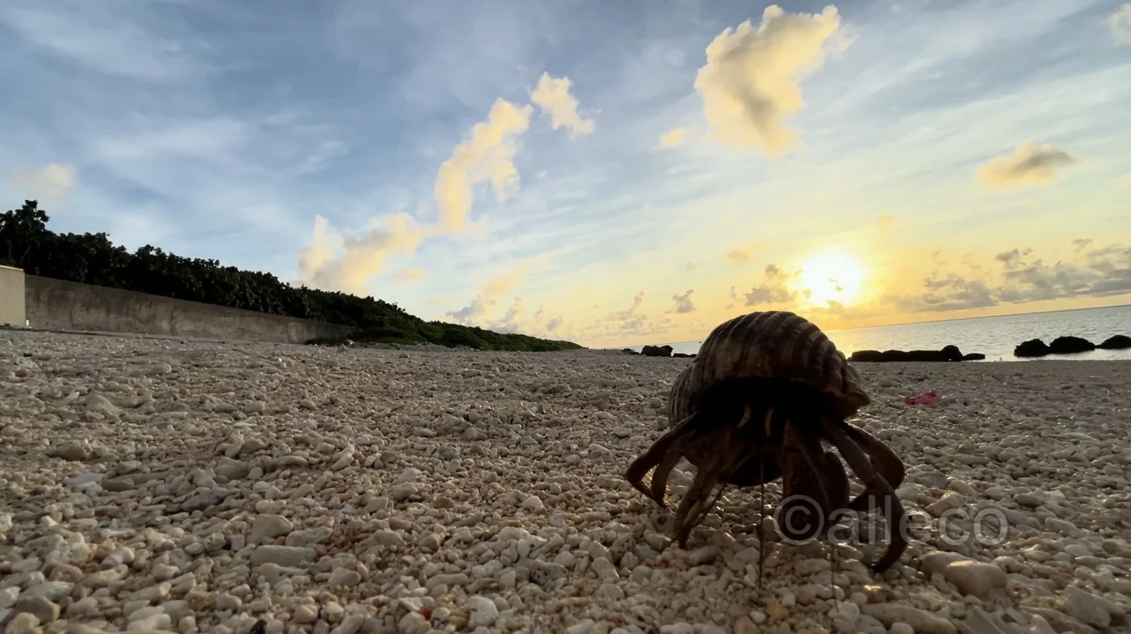 石垣島の海辺で出会ったヤドカリ