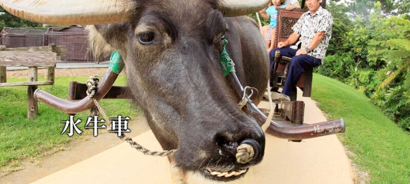 ビオスの丘の全景｜沖縄県うるま市