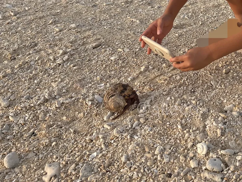 ヤドカリを観察する子ども 白保海岸で大きなヤドカリをスマートフォンで撮影する子ども