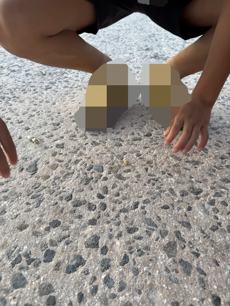 白保海岸で見つけた小さなヤドカリ 白保海岸の浜辺で子どもたちが見つけた小さなヤドカリ
