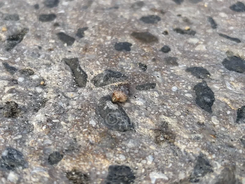 白保海岸を歩く小さなヤドカリ 白保海岸の地面を歩く小さなヤドカリ