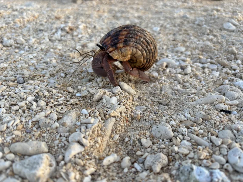 白保海岸で出会った大きなヤドカリ 白保海岸の浜辺を歩く大きなヤドカリ